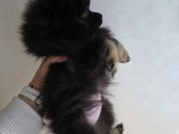 Na prodaju preslatki pomeranci 