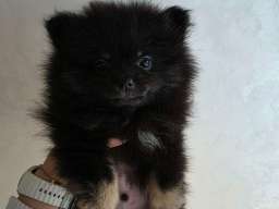 Na prodaju preslatki pomeranci 