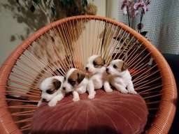 Džek Rasel Terijer, &scaron;tenci