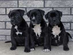 American bully XL / XXL