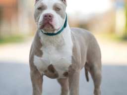American bully XL / XXL