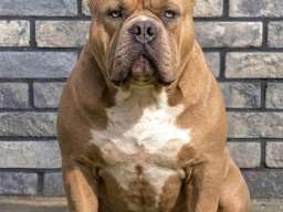 American bully XL / XXL