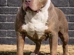 American bully XL / XXL