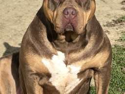American bully XL / XXL