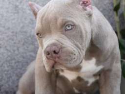 American bully XL / XXL