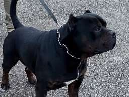 American bully XL / XXL