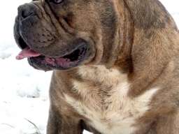 American bully XL / XXL