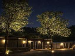 American bully XL / XXL