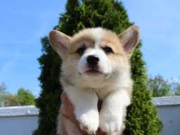 Velški korgi - Pembrok