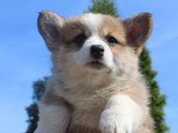 Vel&scaron;ki korgi - Pembrok