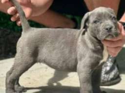 Cane Corso, krupni štenci