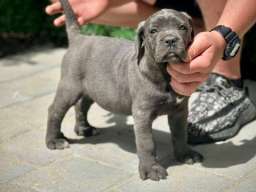 Cane Corso, krupni &scaron;tenci