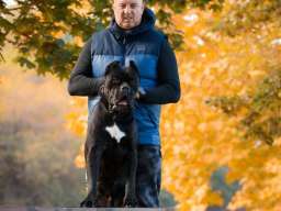 Cane Corso mužjak na prodaju