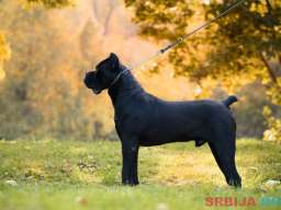 Cane Corso mužjak na prodaju