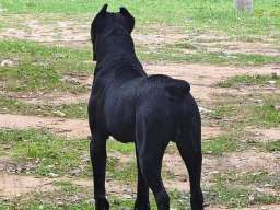 Cane Corso mužjak na prodaju