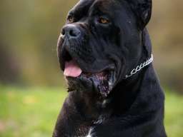 Cane Corso mužjak na prodaju