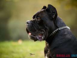 Cane Corso mužjak na prodaju