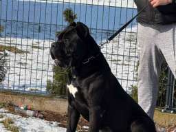 Cane Corso mužjak na prodaju