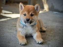 Shiba Inu prelepi štenci