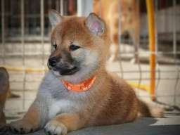 Shiba Inu prelepi &scaron;tenci