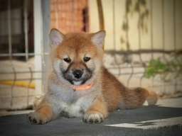 Shiba Inu prelepi &scaron;tenci