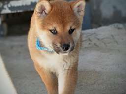 Shiba Inu prelepi &scaron;tenci