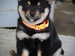 Shiba Inu prelepi &scaron;tenci
