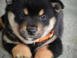 Shiba Inu prelepi &scaron;tenci