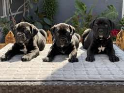 Crni Cane Corso štenci - rezervacije u toku
