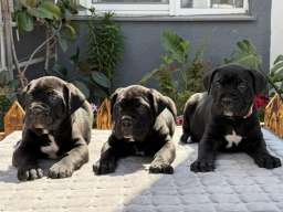 Crni Cane Corso &scaron;tenci - rezervacije u toku