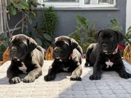 Crni Cane Corso &scaron;tenci - rezervacije u toku