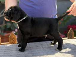 Crni Cane Corso &scaron;tenci - rezervacije u toku