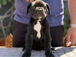 Crni Cane Corso &scaron;tenci - rezervacije u toku
