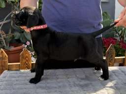 Crni Cane Corso &scaron;tenci - rezervacije u toku