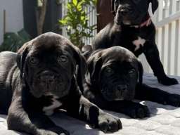 Crni Cane Corso &scaron;tenci - rezervacije u toku