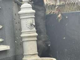 Crni Cane Corso &scaron;tenci - rezervacije u toku
