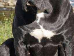 Crni Cane Corso &scaron;tenci - rezervacije u toku