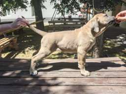 Cane Corso Kane Korso prelepi štenci