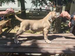 Cane Corso Kane Korso prelepi &scaron;tenci