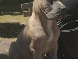 Cane Corso Kane Korso prelepi &scaron;tenci