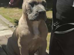Cane Corso Kane Korso prelepi &scaron;tenci