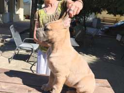 Cane Corso Kane Korso prelepi &scaron;tenci