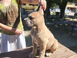 Cane Corso Kane Korso prelepi &scaron;tenci