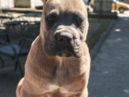 Cane Corso Kane Korso prelepi &scaron;tenci