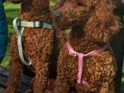Prelepe crvene pudlice