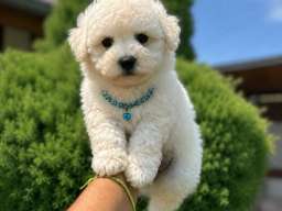 Bichon Frise &scaron;tenci 