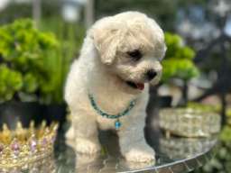 Bichon Frise &scaron;tenci 