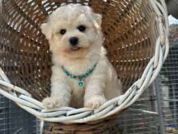 Bichon Frise &scaron;tenci 