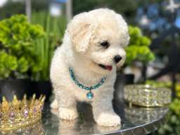 Bichon Frise &scaron;tenci 