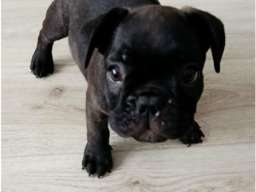 Francuski buldog